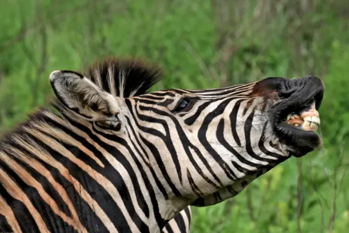 Framed Print : Burchells / Plains / Common Zebra Framed Print : Burchells / Plains / Common Zebra