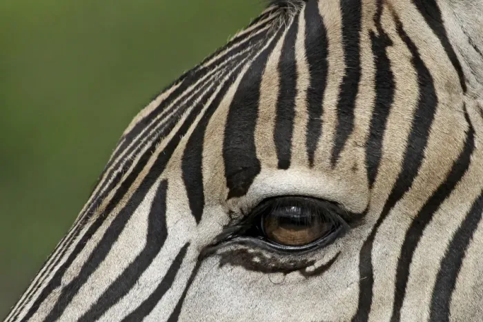 Framed Print : Burchells / Plains / Common Zebra Framed Print : Burchells / Plains / Common Zebra