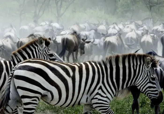 Framed Print : Burchells / Plains / Common Zebras and Wildebeests Framed Print : Burchells / Plains / Common Zebras and Wildebeests