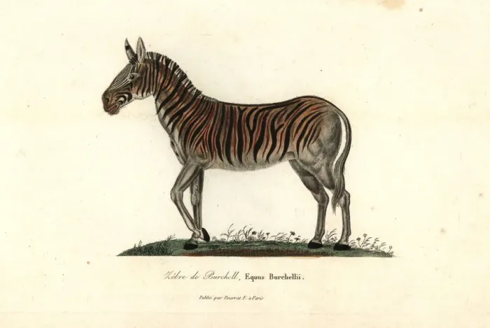 Framed Print : Burchells zebra or Damara zebra, Equus quagga burchellii Framed Print : Burchells zebra or Damara zebra, Equus quagga burchellii