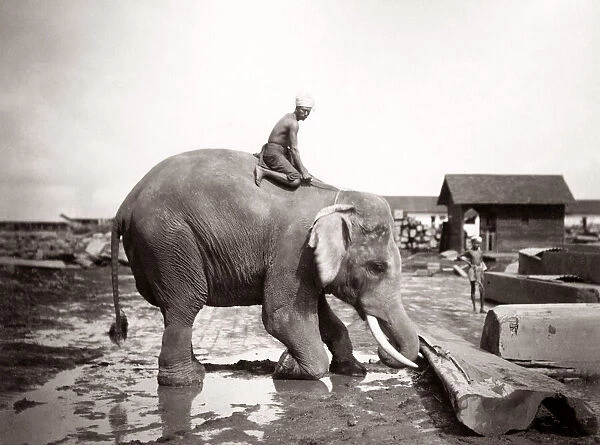Burma Myanmar working elephant in timber yard