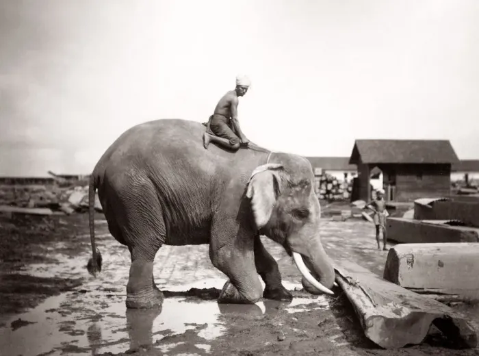 Framed Print : Burma Myanmar working elephant in timber yard Framed Print : Burma Myanmar working elephant in timber yard