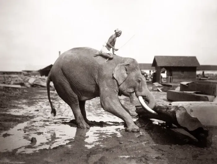 Framed Print : Burma Myanmar working elephant in timber yard Framed Print : Burma Myanmar working elephant in timber yard