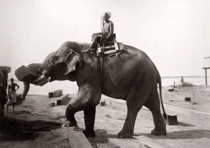 Framed Print : Burma Myanmar working elephant in timber yard