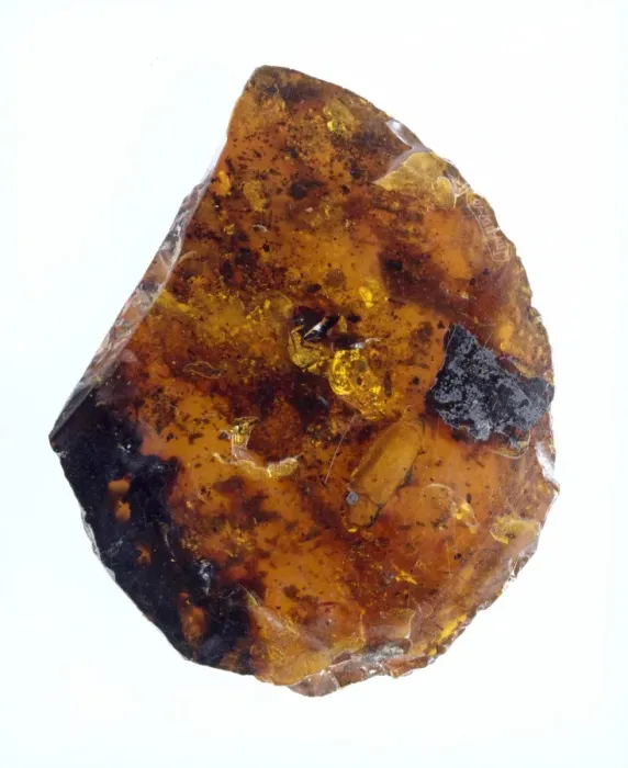 Framed Print : Burmese amber Framed Print : Burmese amber