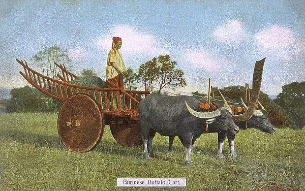 A Burmese Water Buffalo Cart