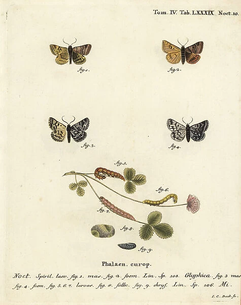Burnet companion moth and the Mother Shipton moth