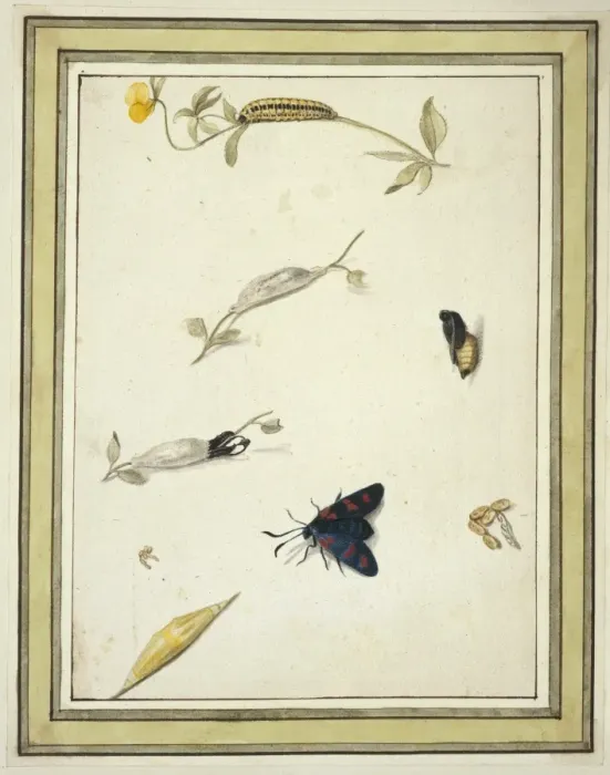Framed Print : Burnet moth Framed Print : Burnet moth