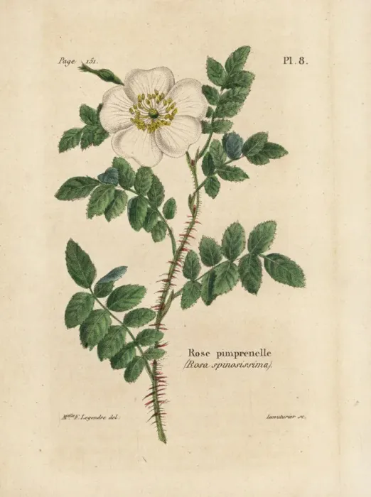 Framed Print : Burnet rose, Rosa pimpinellifolia (Rose pimprenelle Framed Print : Burnet rose, Rosa pimpinellifolia (Rose pimprenelle