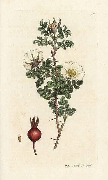 Burnet rose, Rosa spinosissima