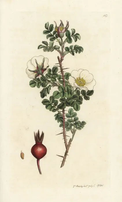 Framed Print : Burnet rose, Rosa spinosissima Framed Print : Burnet rose, Rosa spinosissima