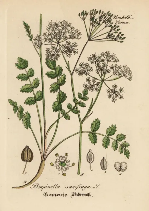 Framed Print : Burnet-saxifrage, Pimpinella saxifraga Framed Print : Burnet-saxifrage, Pimpinella saxifraga