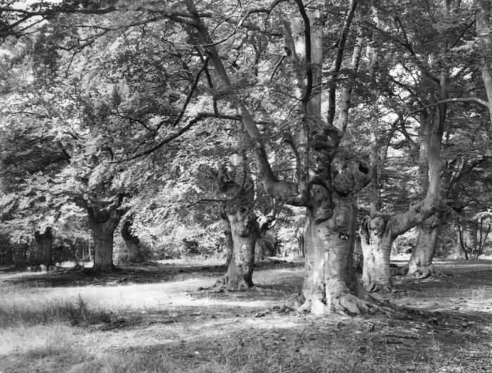 Framed Print : Burnham Beeches Framed Print : Burnham Beeches