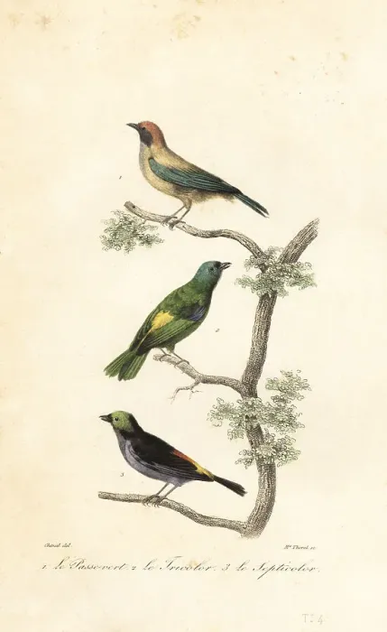 Framed Print : Burnished-buff tanager, green-headed tanager and paradise tanage
