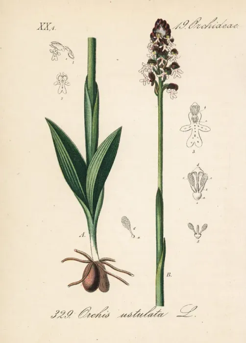 Framed Print : Burnt orchid or burnt-tip orchid, Neotinea ustulata Framed Print : Burnt orchid or burnt-tip orchid, Neotinea ustulata
