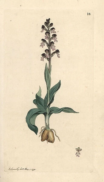 Burnt-tip orchid, Neotinea ustulata