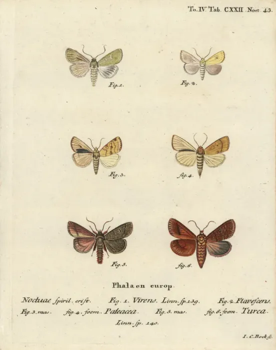 Framed Print : Burren green, sallow, angle-striped sallow and double Framed Print : Burren green, sallow, angle-striped sallow and double