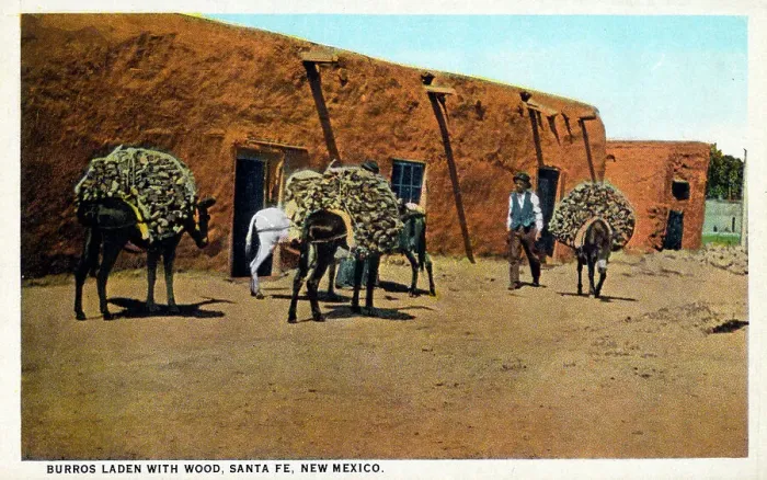 Framed Print : Burros (Donkeys) laden with wood, Santa Fe, New Mexico, USA Framed Print : Burros (Donkeys) laden with wood, Santa Fe, New Mexico, USA