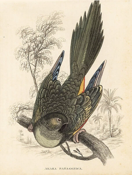 Burrowing parrot, Cyanoliseus patagonus