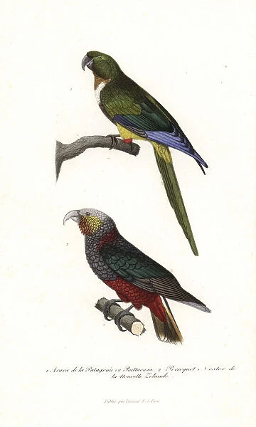 Burrowing parrot and New Zealand kaka