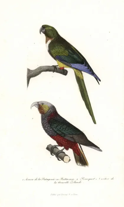 Framed Print : Burrowing parrot and New Zealand kaka Framed Print : Burrowing parrot and New Zealand kaka