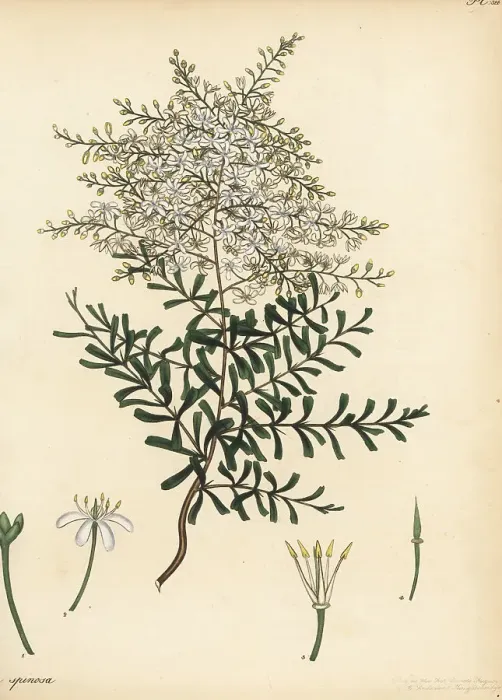 Framed Print : Bursaria spinosa Framed Print : Bursaria spinosa