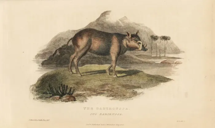 Framed Print : Buru babirusa, Babyrousa babyrussa. Vulnerable Framed Print : Buru babirusa, Babyrousa babyrussa. Vulnerable