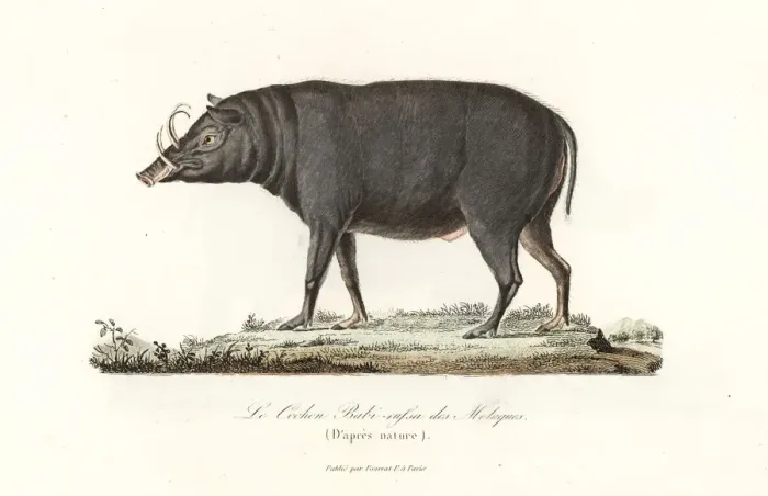 Framed Print : Buru babirusa or Moluccan babirusa, Babyrousa babyrussa Framed Print : Buru babirusa or Moluccan babirusa, Babyrousa babyrussa