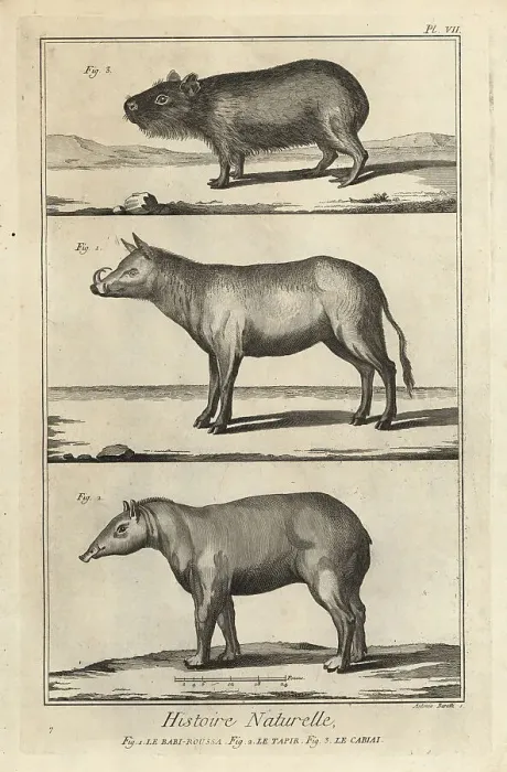 Framed Print : Buru babirusa, South American tapir and capybara Framed Print : Buru babirusa, South American tapir and capybara