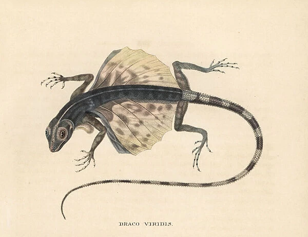 Buru flying dragon, Draco lineatus (Draco viridis)