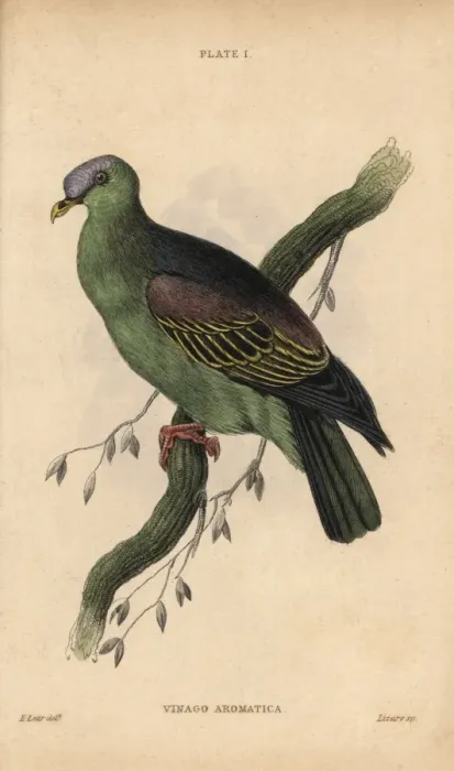 Framed Print : Buru green pigeon, Treron aromaticus Framed Print : Buru green pigeon, Treron aromaticus