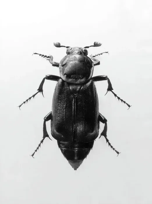 Framed Print : Burying Beetle Framed Print : Burying Beetle