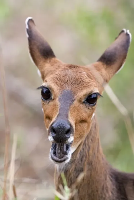 Framed Print : Bush buck / Bushbuck - with mouth open Framed Print : Bush buck / Bushbuck - with mouth open