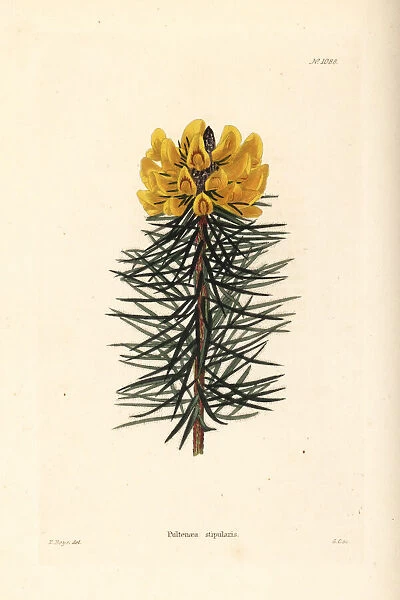 Bush pea, Pultenaea stipularis