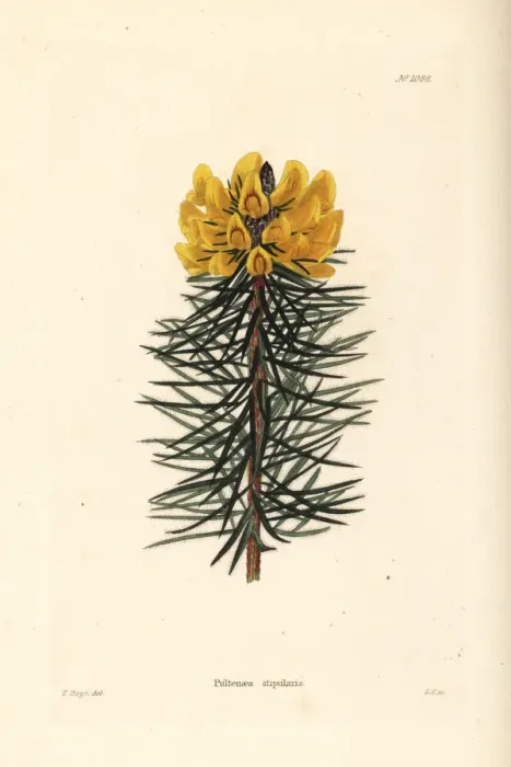 Framed Print : Bush pea, Pultenaea stipularis Framed Print : Bush pea, Pultenaea stipularis