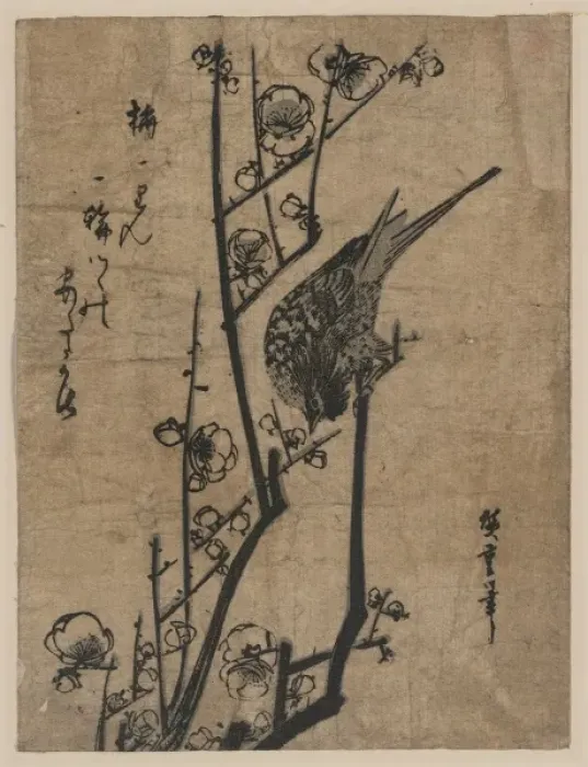 Framed Print : Bush warbler on a plum branch Framed Print : Bush warbler on a plum branch