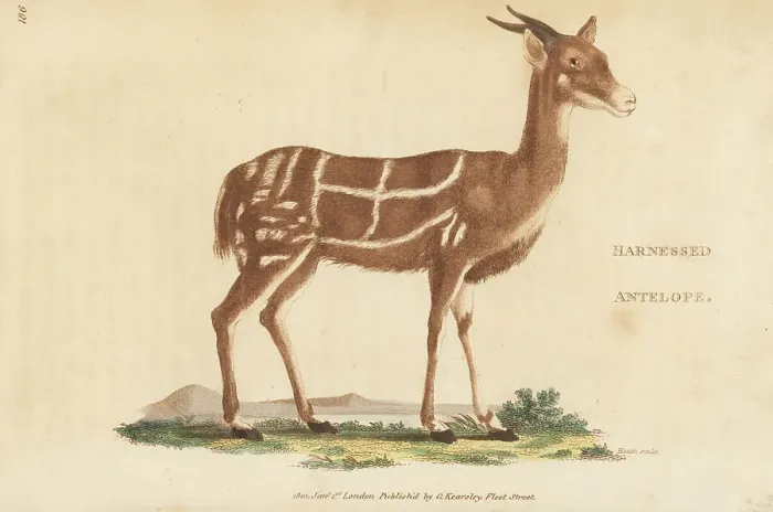 Framed Print : Bushback, male, Tragelaphus scriptus Framed Print : Bushback, male, Tragelaphus scriptus