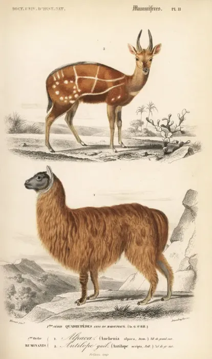 Framed Print : Bushbuck antelope, Tragelaphus scriptus Framed Print : Bushbuck antelope, Tragelaphus scriptus