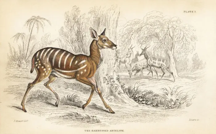 Framed Print : Bushbuck, Tragelaphus scriptus Framed Print : Bushbuck, Tragelaphus scriptus