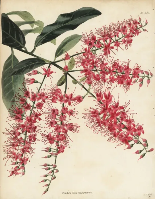 Framed Print : Bushwillow, Combretum coccineum Framed Print : Bushwillow, Combretum coccineum
