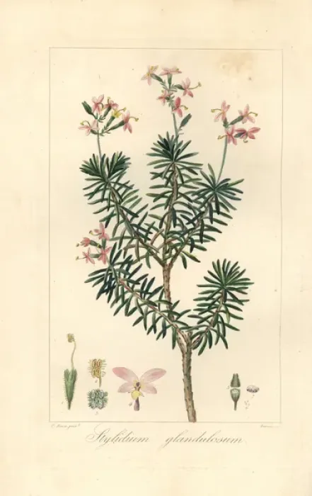 Framed Print : Bushy triggerplant, Stylidium glandulosum Framed Print : Bushy triggerplant, Stylidium glandulosum