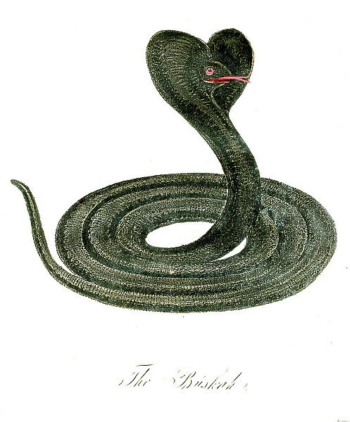 The Buskah (Snake)