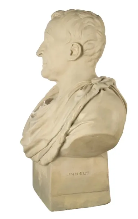 Framed Print : Bust of Carl Linnaeus Framed Print : Bust of Carl Linnaeus