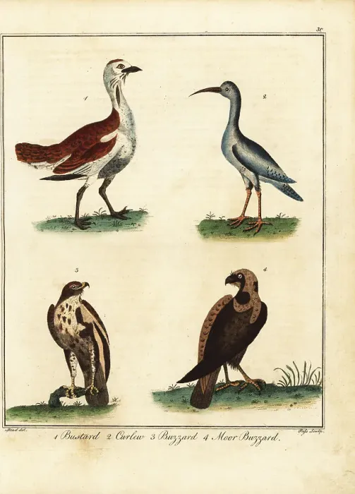 Framed Print : Bustard, curlew, buzzard and moor buzzard