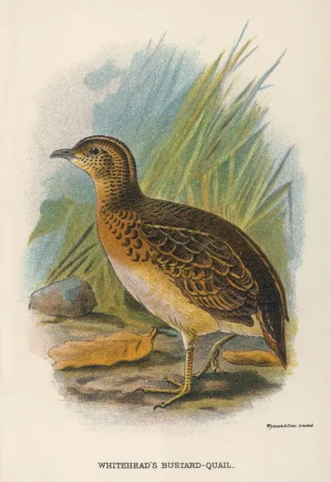 Framed Print : Bustard-Quail Framed Print : Bustard-Quail