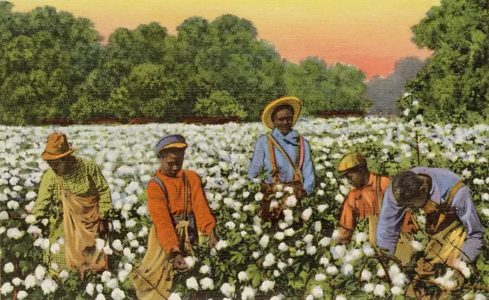 Framed Print : A busy day in a cotton field, Greensboro, North Carolina, USA Date: 1943 Framed Print : A busy day in a cotton field, Greensboro, North Carolina, USA Date: 1943