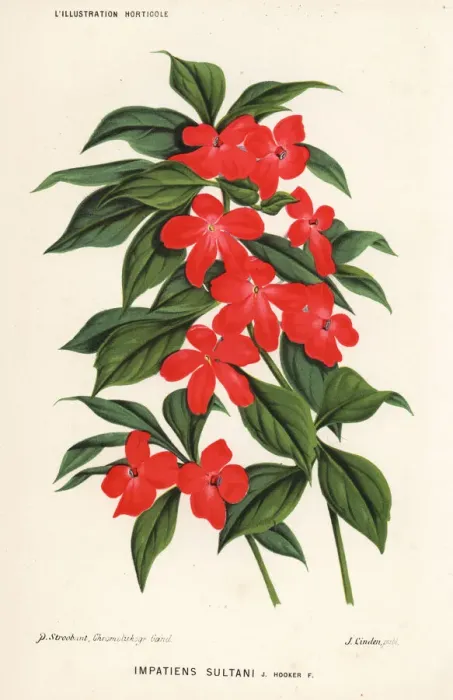 Framed Print : Busy lizzie, Impatiens walleriana Framed Print : Busy lizzie, Impatiens walleriana