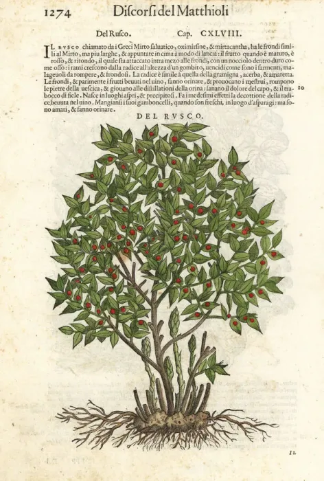 Framed Print : Butcher s-broom, Ruscus aculeatus
