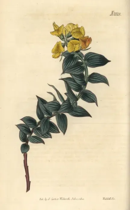 Framed Print : Butchers broom leaved borbonia, Borbonia ruscifolia Framed Print : Butchers broom leaved borbonia, Borbonia ruscifolia