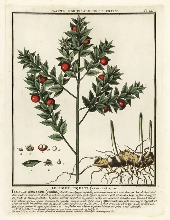 Framed Print : Butcher's broom, Ruscus aculeatus Framed Print : Butcher's broom, Ruscus aculeatus